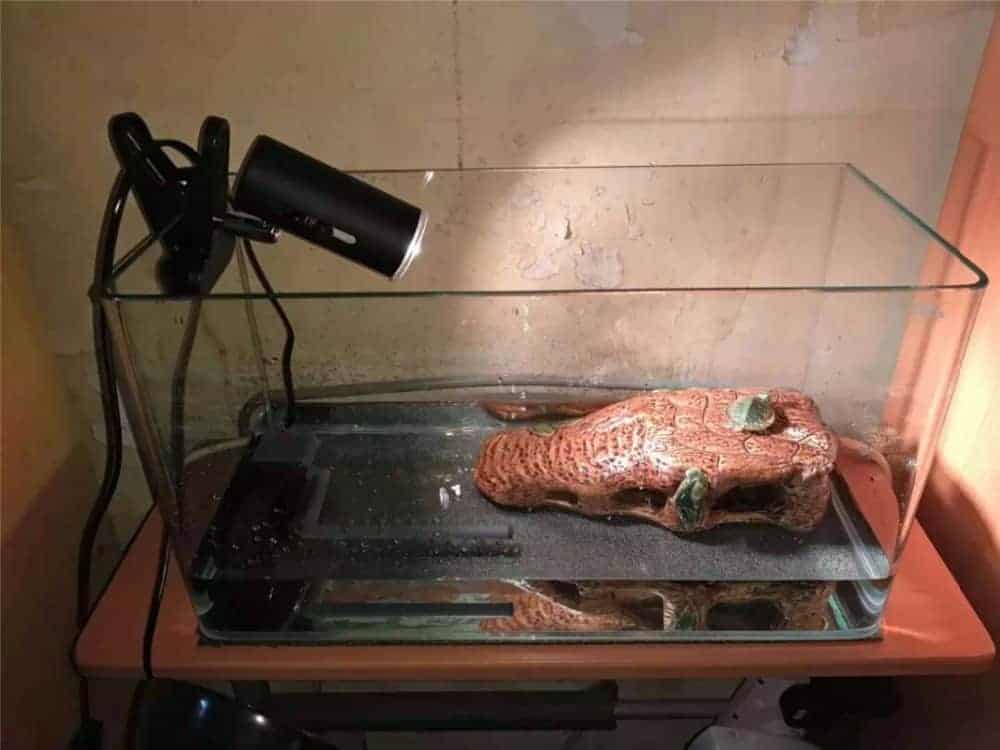 Lampe Uv Et Chauffante Pour Tortue Terrestre Truffaut