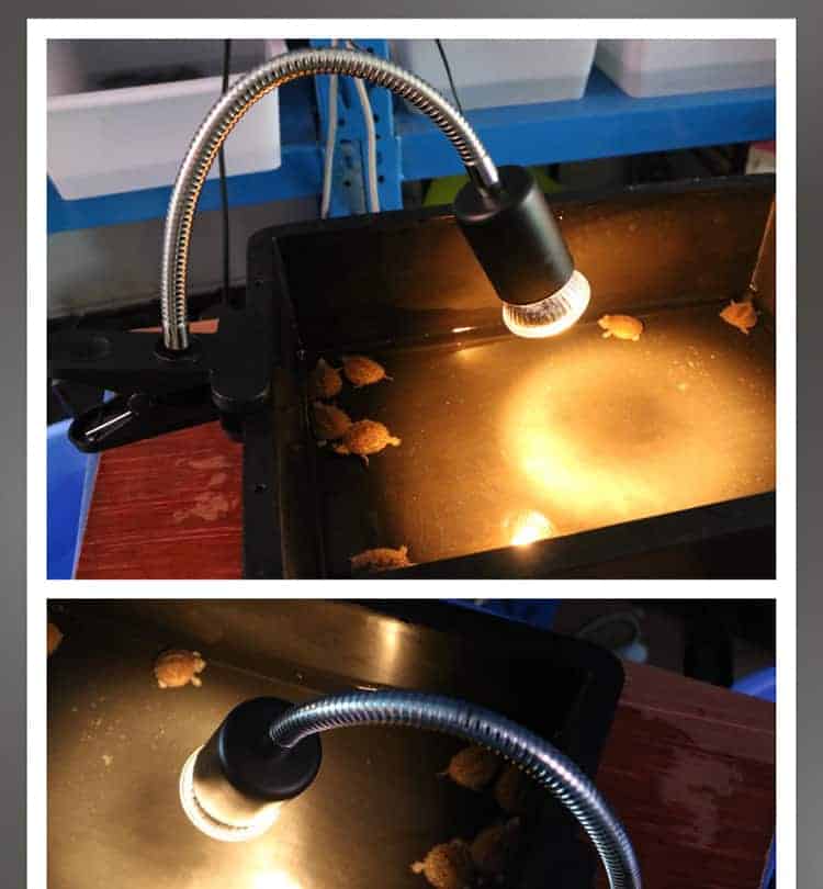 Lampe Uv Et Chauffante Pour Tortue Terrestre Truffaut